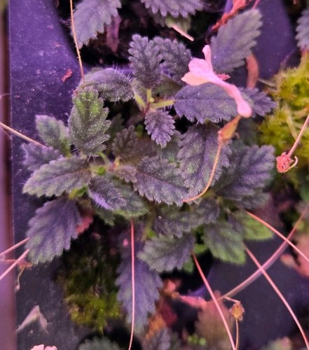 Sinningia muscicola multiple - sinningia,