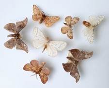 Moth Collection Set x7 (A2- Old Vintage Entomology Ideal For Framing. 