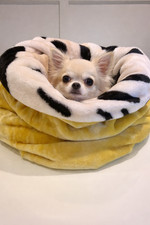 Snuggle sack chihuahua covered