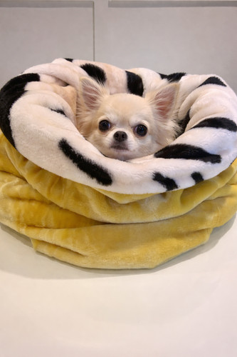 Snuggle sack chihuahua covered