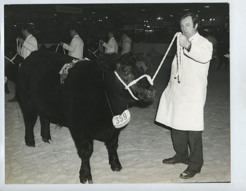 Panda aberdeen angus - panda, champion