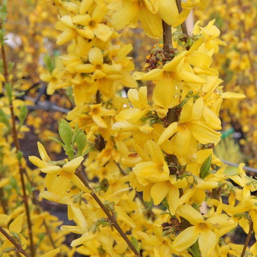 Forsythia shrub flowering - t&m,
