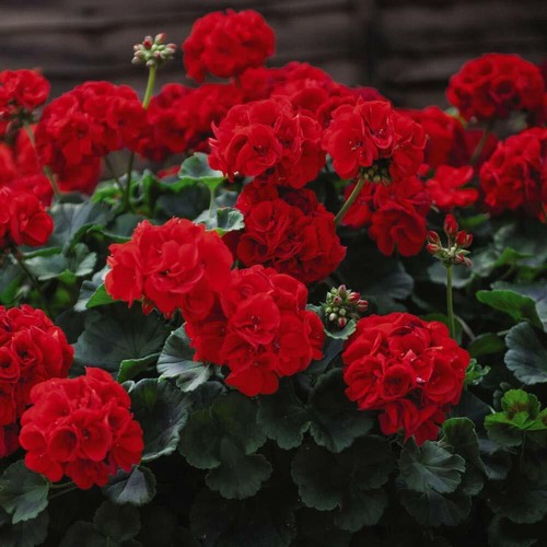 Geranium best red f1 - t&m,