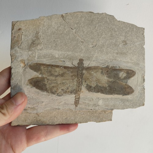 Complete dragonfly fossil - dragonfly, slab