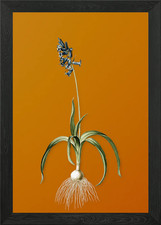 Vintage Common Bluebell Framed