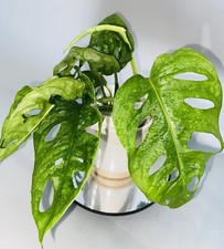 Monkey Mask Monstera |