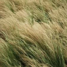Tall Feather Grass Elegant