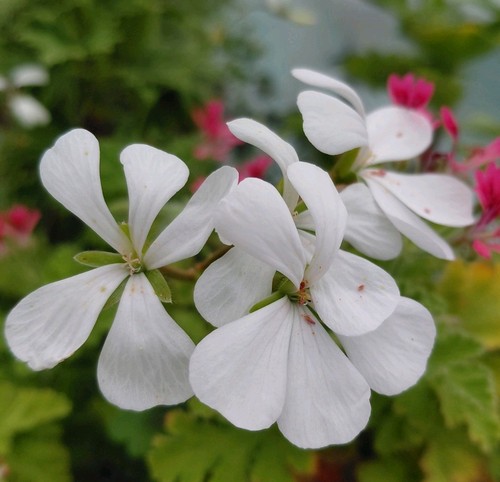 Pelargonium white boar - pelargonium, "white