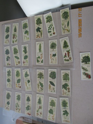 Typhoo trees the - of,