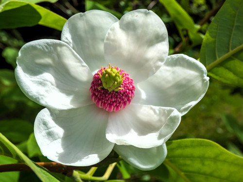Oyama magnolia tree white - 10,