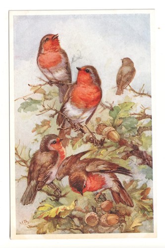 Robins birds oak tree - robins,, in
