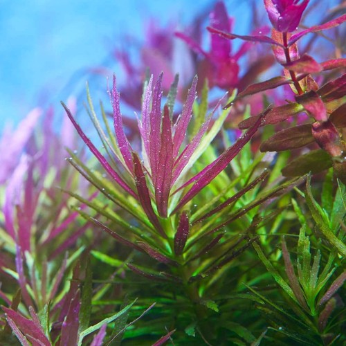 Limnophila aromatica red live - aromatica,