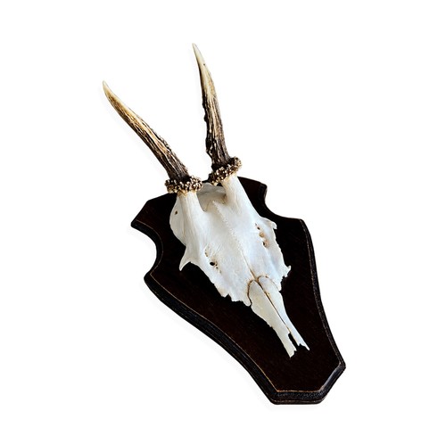 Taxidermy roe deer - taxidermy,