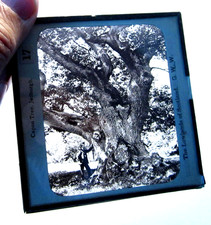 Capon Tree Jedburgh antique photo magic lantern slide #1032
