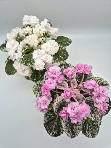 Very rare indoor - very, blooming