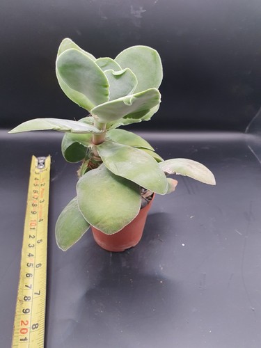 Crassula lotus - crassula,