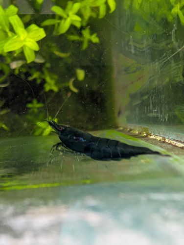 Live dark green freshwater - live,