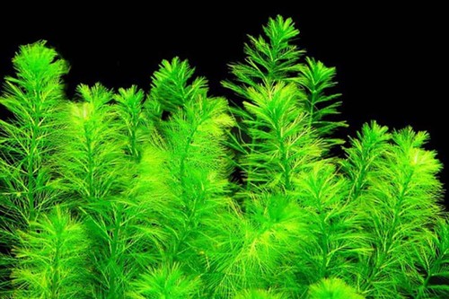 Oxygenating pond water plant - water,