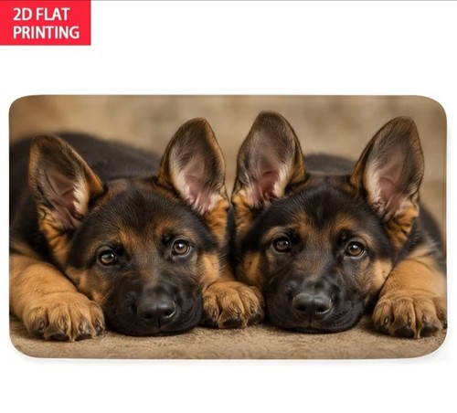 Gorgeous german shepherd dog - gorgeous,