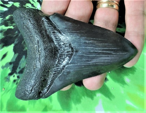 Inch real megalodon shark - 4,