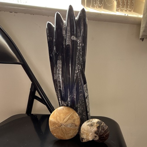 Orthoceras fossil tower - fossil,