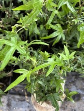 Hedera helix