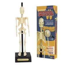 HUMAN SKELETON MODEL 30cm High