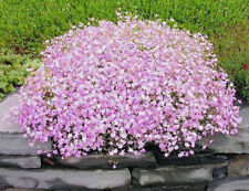 250 х GYPSOPHILA PINK SEEDS. NON GMO
