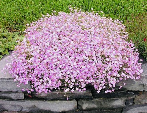 250 gypsophila pink - 250,