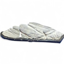 Suiseki Viewing Stone Bonsai