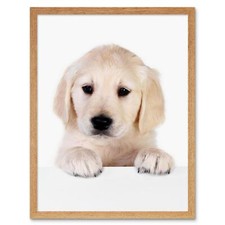 Puppy Baby Golden Retriever