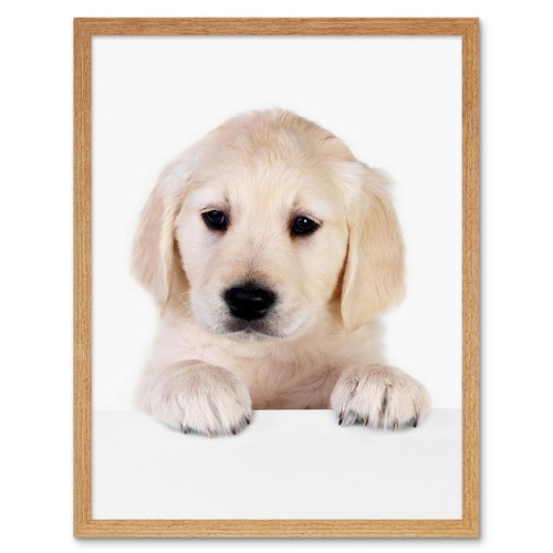 Puppy baby golden retriever - baby,