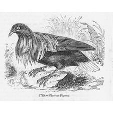 BIRDS Nicobar Pigeon - Antique