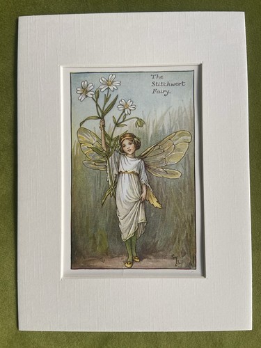 Stitchwort flower fairy - ‘stitchwort’,
