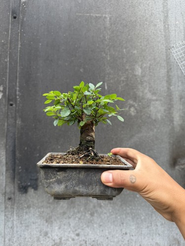 Ulmus parvifolia chinese elm - -,