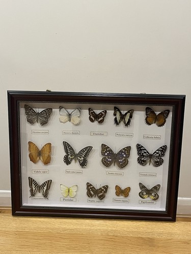 Set framed butterflies - 14,