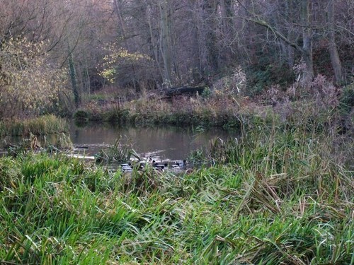 Photo 6x4 woods fairy - woods, in