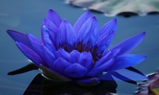 Blue small pond water - blue,