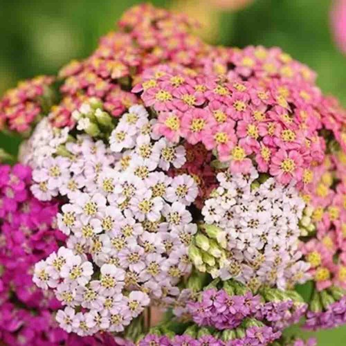 Mixed pastel achillea - achillea, seeds