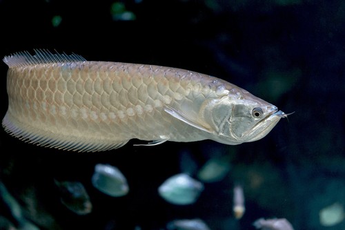 Beautiful sliver arowana 18 - sliver,