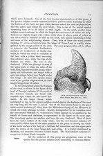 Original Old Antique Print Natural History 1895 Rose-Crested Cockatoo Bird 19th