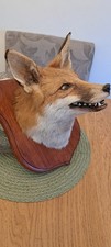 Taxidermy Fox Head Wall Mount vintage mancave gentleman's lounge 