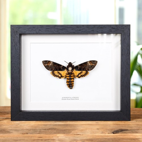 Death head taxidermy moth - death's,