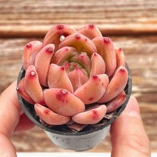 Echeveria ‘Jelly Jenny’