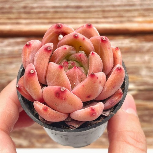 Echeveria jelly jenny - echeveria, jenny’