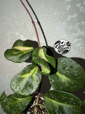 Hoya Obovata Variegata Splash