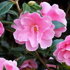 Camellia japonica 2 x Donation Plants in 9cm Pots - Pink Spring Flowering Shrubs