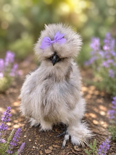 Dozen extras of lavender - +,