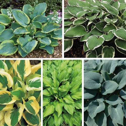 Hosta hardy perennial - hosta,