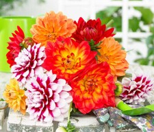 50 x  DAHLIA DOUBLE MIX SEEDS - Early Birds